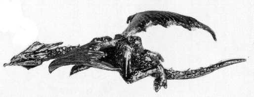 c11c1icedragon.jpg (10453 bytes)